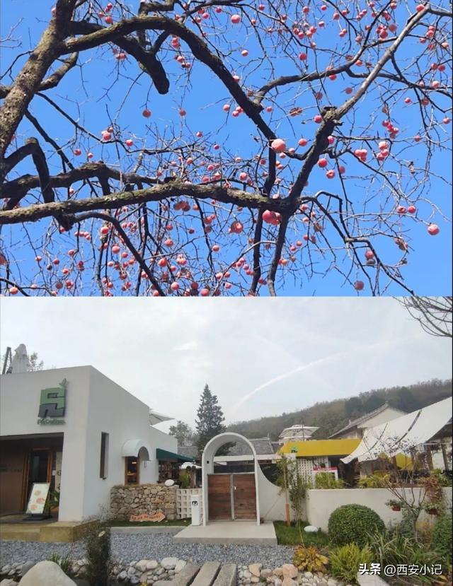赏柿子不需要去远方，西安这里1小时可达，红柿配村舍，人少景美
