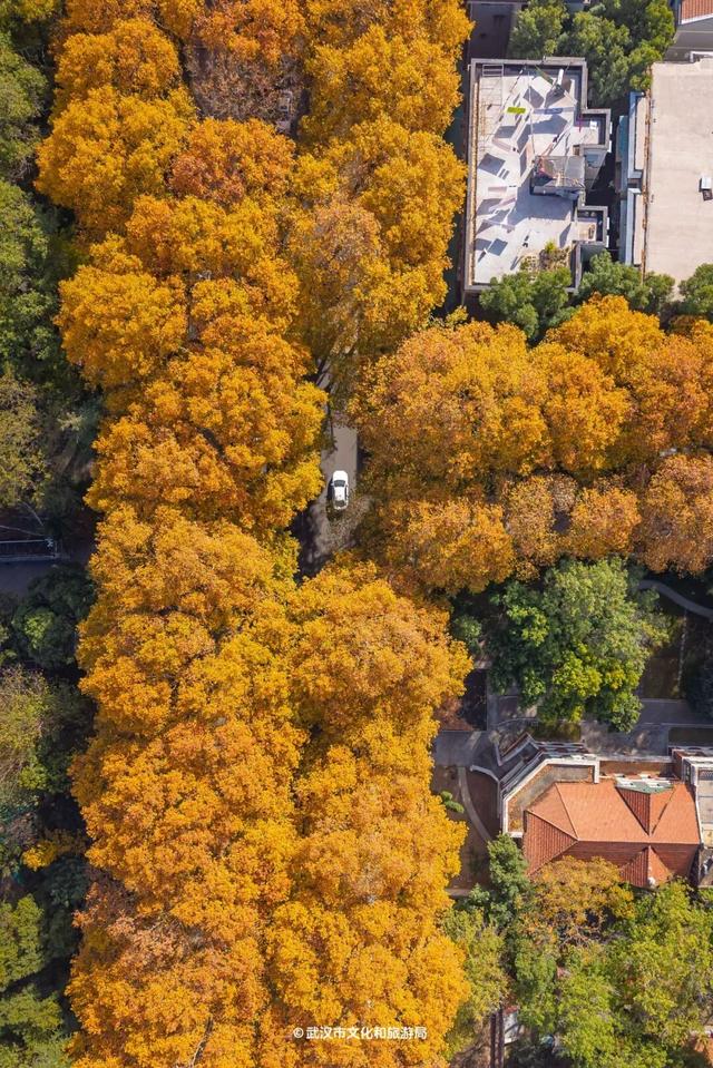最新发现！2公里“金色隧道”，武汉人私藏了60年！