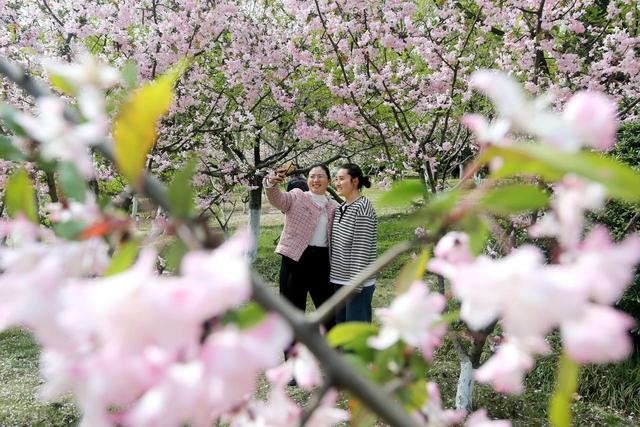 踏青赏花不负春光