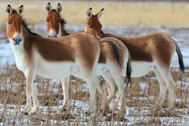 神秘“野驴”现身昆仑山脉，体重超800斤，号称“驴中之王”图片