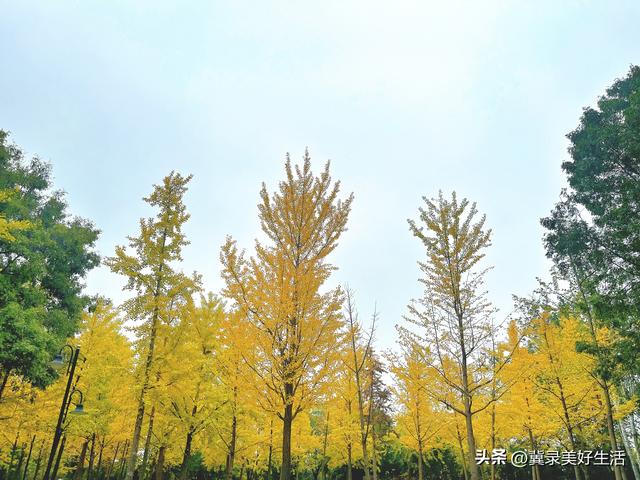 满城尽染“黄金甲”！石家庄公园银杏进入最佳观赏期