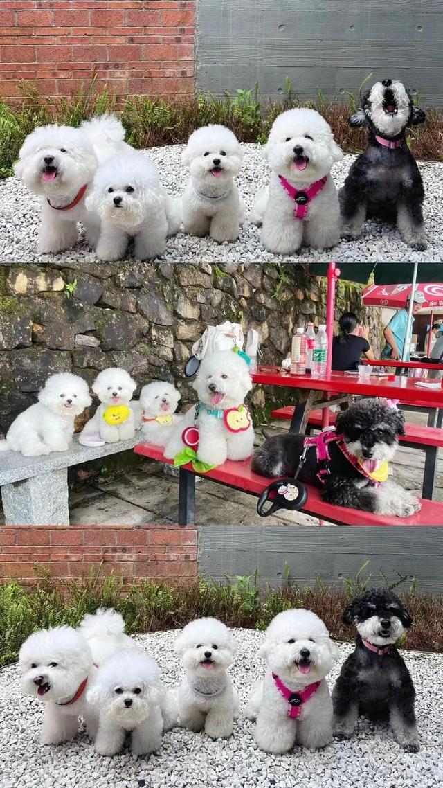 在韶关，带毛孩子去哪“浪”？这份宠物友好地图请收藏，撒欢不踩雷~