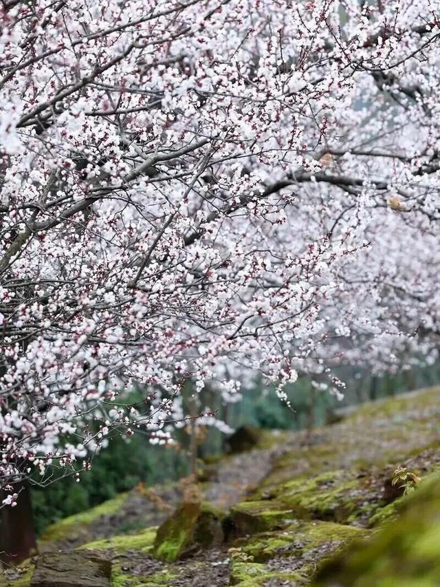 烟火成都丨哇塞！成都的春天也太会开了