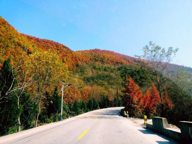 秦岭秋日童话：自驾高江路，邂逅4000年银杏与绝美红叶长廊