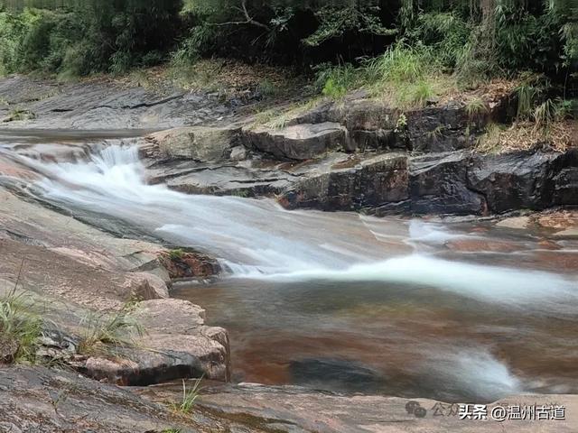 温州这个以畲族始祖命名的4A级景区，秘藏着一座“生物王国”！