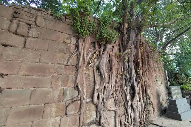 百年石墙，一树共生，香港石墙树与城市的百年对话