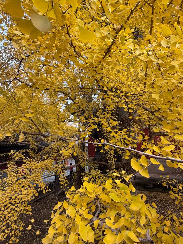 甘撒金缕苒秋寰