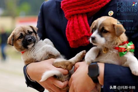 “爪爪心愿·暖冬童话夜”圣诞亮灯温情启幕萌宠与爱共绘冬日美好