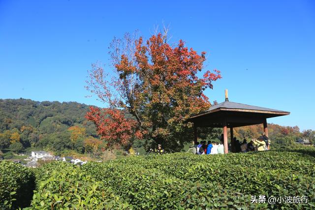 杭州冬日徒步，从古村到茶园，银杏金黄枫树染红，感受山野之乐