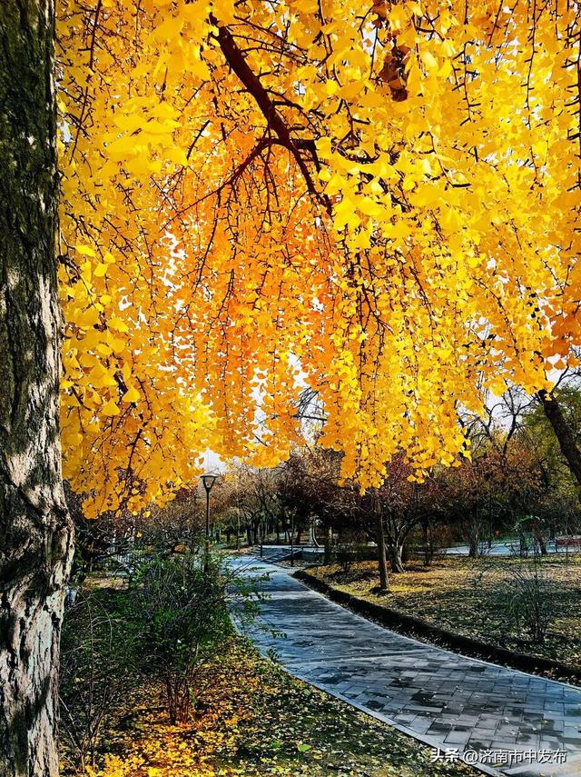 全免费！济南5个能待一天的公园推荐！散步遛娃好去处~