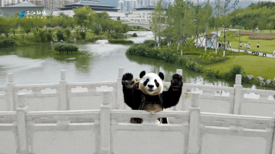 燃！滚滚儿做导游