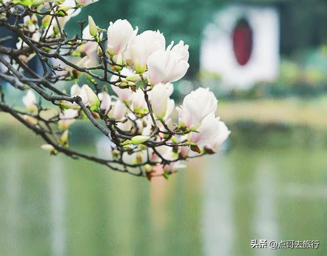 成都市区最美玉兰花开了，寺庙公园惊艳的美，这3处都不要门票！