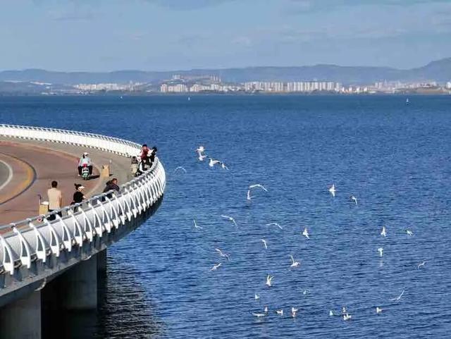 观鸥更方便！全新移动服务“神器”来了！