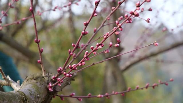 春染徽县｜收藏春日的温柔与美好