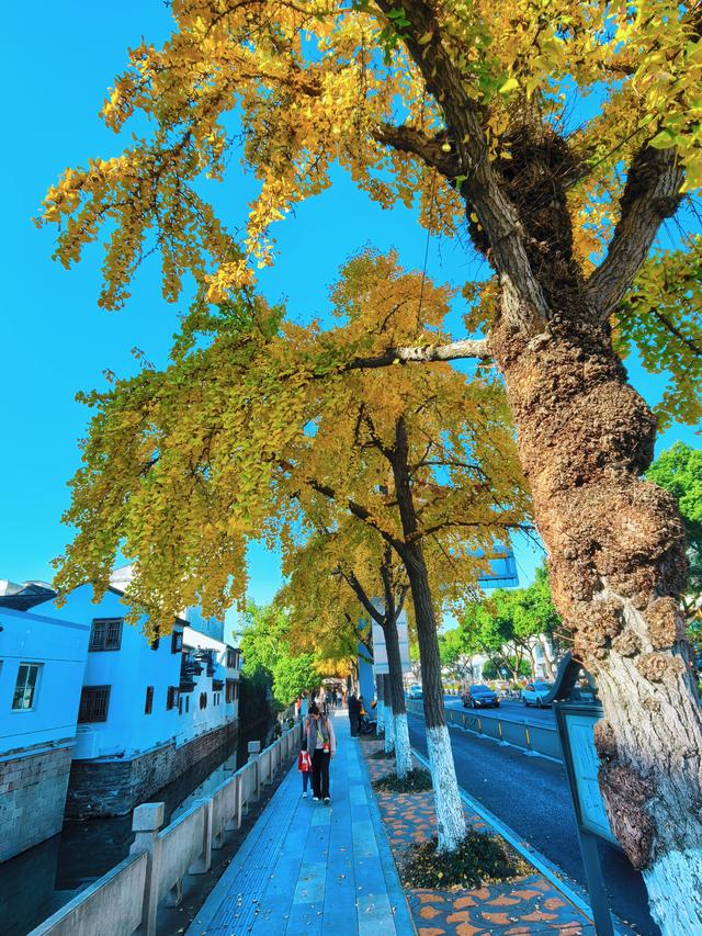 银杏鎏金，满城秋意关不住