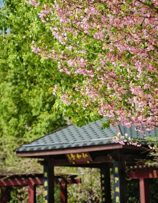 合肥三月花讯 | 后来，我逢人就说，合肥的春天有多浪漫 | 春游江淮