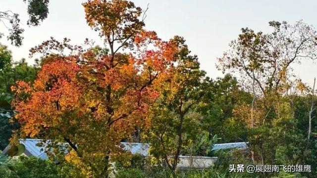 《我与老友兴元漫步森林公园赏枫叶》札记