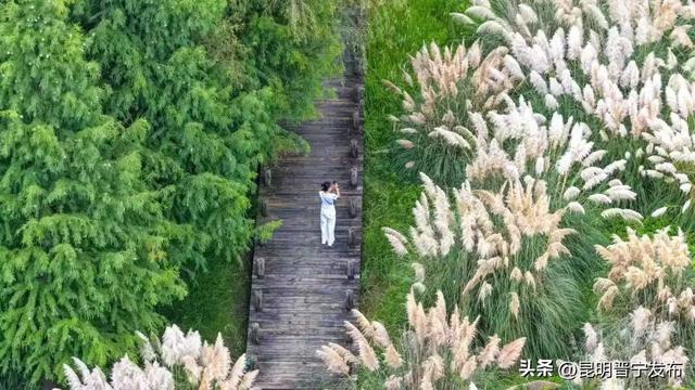 快来打卡！这片芦苇荡藏着晋宁最美的秋日