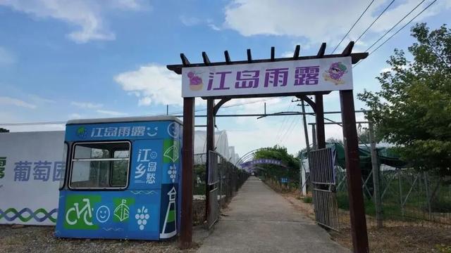 红高粱、向日葵，江心洲打卡正当时