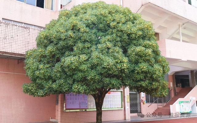 国庆假期桂北这个县的桂花树应时盛放 金粟满枝香溢全城