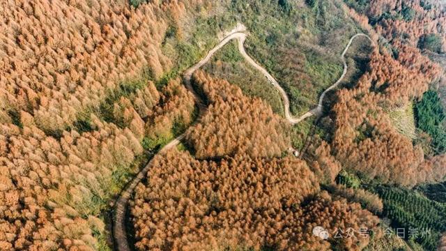 崇州彩林天花板🤩🤩🤩谁还没去过？