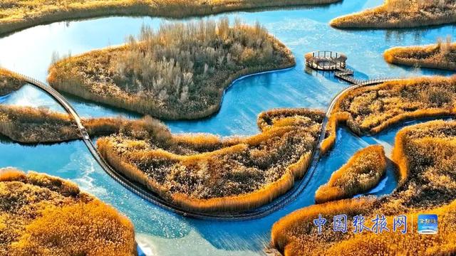 甘肃张掖：湿地披“金”