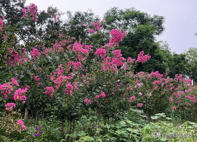 成都最近紫薇花公园，被严重低估，花开惊艳，地铁公交车直达！