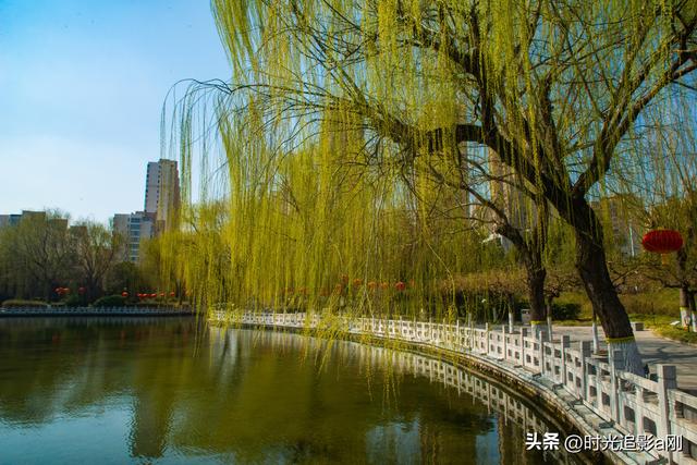 柳丝牵绪春入心头，石家庄的公园藏着最治愈的春日时光！