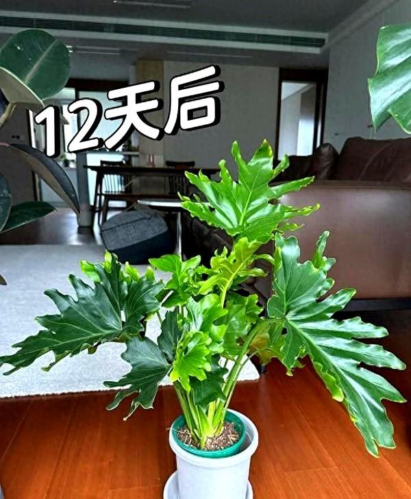 福建一男子因“鱼缸养春羽”火爆全网！网友：这该死的治愈感！
