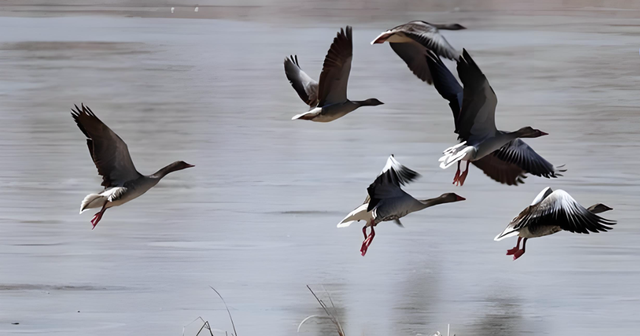 高台县位于河西走廊中部，历史上曾是北凉政权的都城，很不一般哦