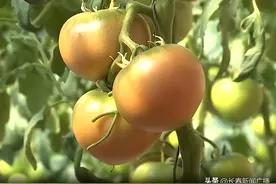 长春市双阳区鹿乡镇红土村：“红土柿子”带动村民致富图片