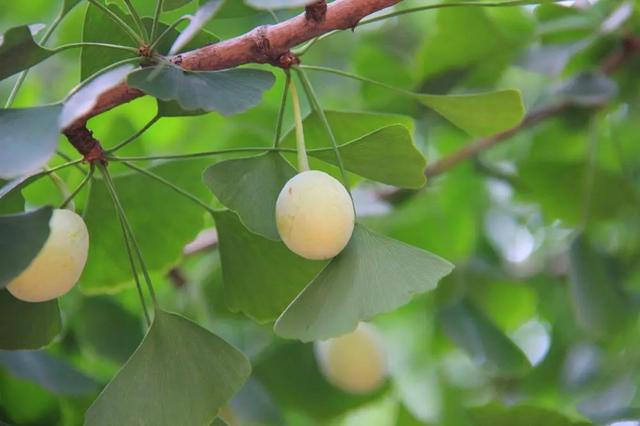 江苏“洪武银杏”变黄了，650年没结过果，但43年前却结出7粒白果