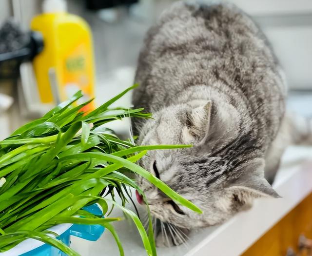 猫咪不能碰的“7种食物”，一小时内致命！主人吃它也要小心！