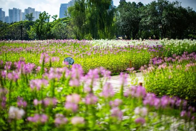 温州市区桂花“想不开”，春天的樱花竟“返场”在十月“梅开二度”