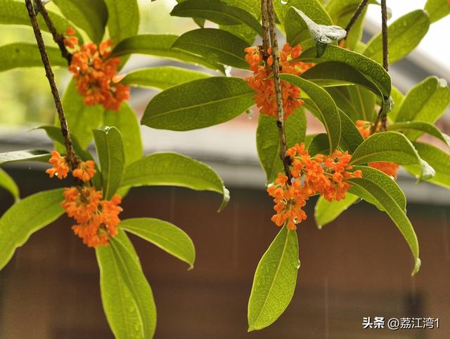 桂香漫城：桂林的秋日私语