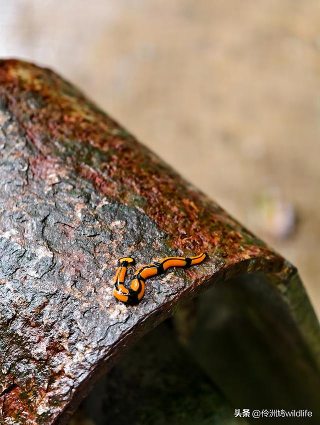 马来西亚(29)砂拉越州③姆鲁山清水洞·风洞