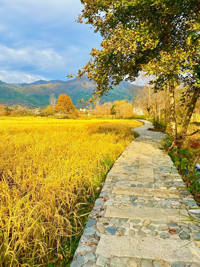 追着晚秋(黟县宏村镇塔川村)