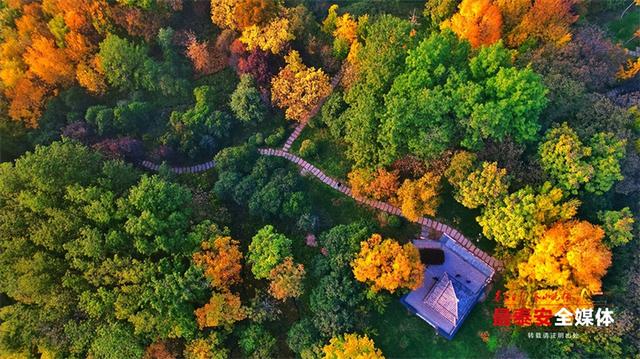 秋日宁阳，定格金色浪漫