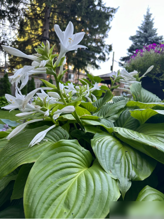 阴花不能进阳宅，家里若有这5种花，请赶紧“搬出去”！