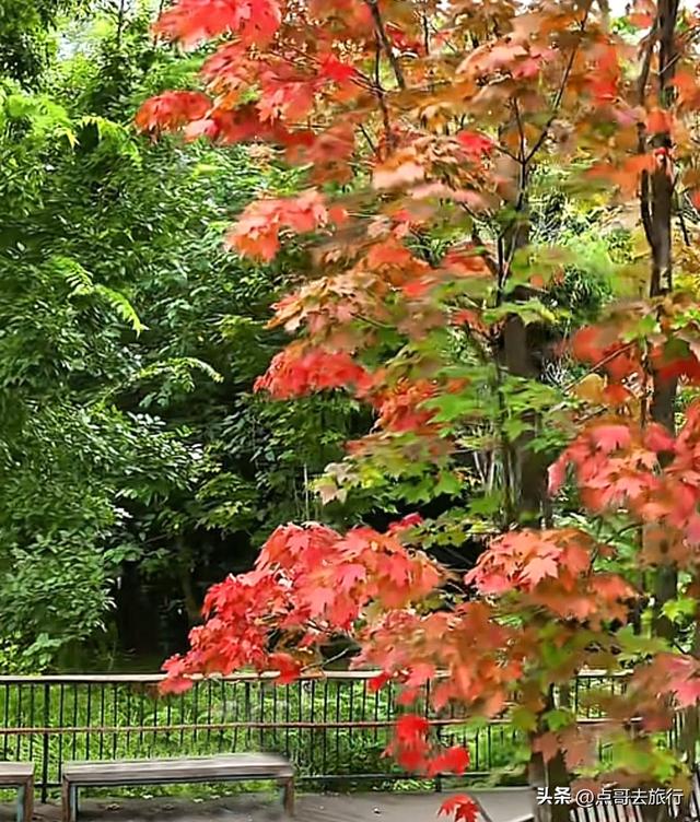 成都最美的枫叶公园，已惊艳上线，都不要门票，地铁公交车直达！