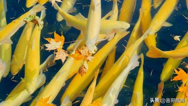 溯流鸭绿江：探秘长白南麓的冷水鱼王国