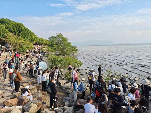 快乐的25/26深圳湾候鸟季