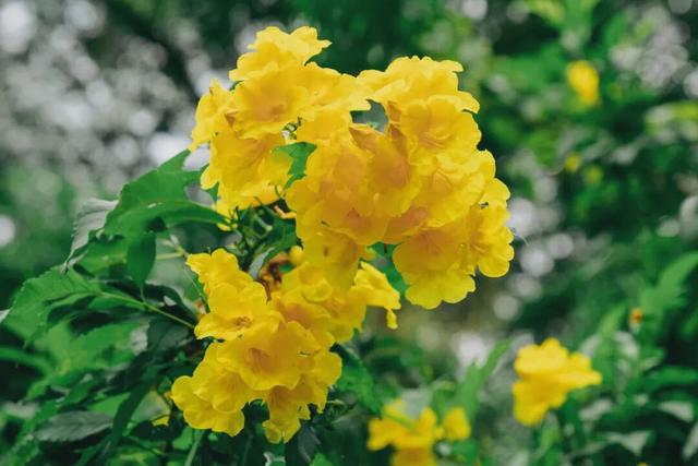 深圳秋色上线！这个公园，藏不住了......