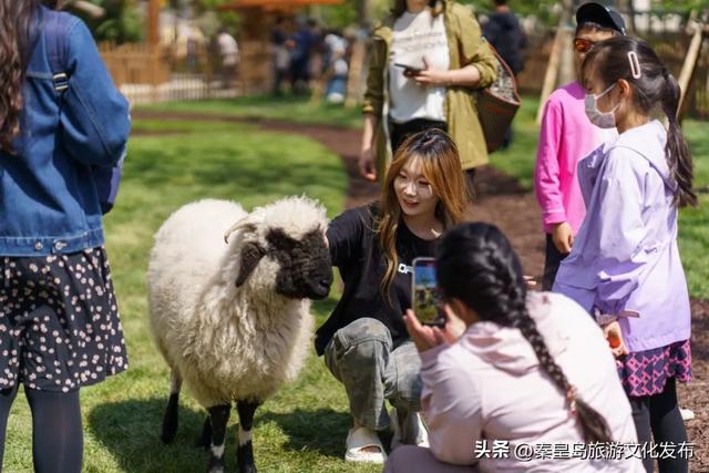秦皇岛渔田七里海度假区暑假首刷必看！全天游玩攻略已备好，放心冲！