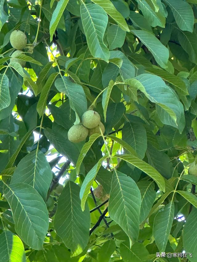 西葡游（七）格拉纳达是座宫殿