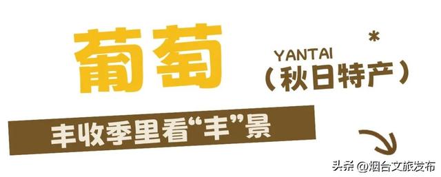 【乐游烟台】丰收季，烟台秋日采摘全攻略来啦！