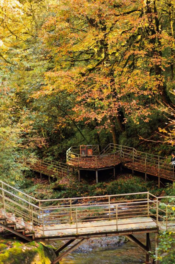 最佳观赏期！雅安的红叶彩林“封神”啦！