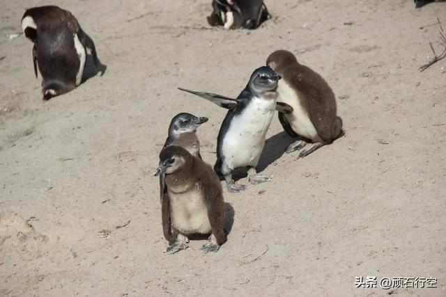 南部非洲：南非开普敦企鹅岛
