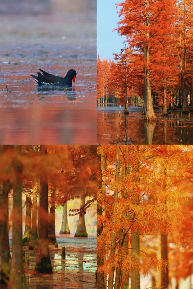 成都谁还不知道白鹭湾湿地公园水杉？已红99%，地铁直达放心冲！