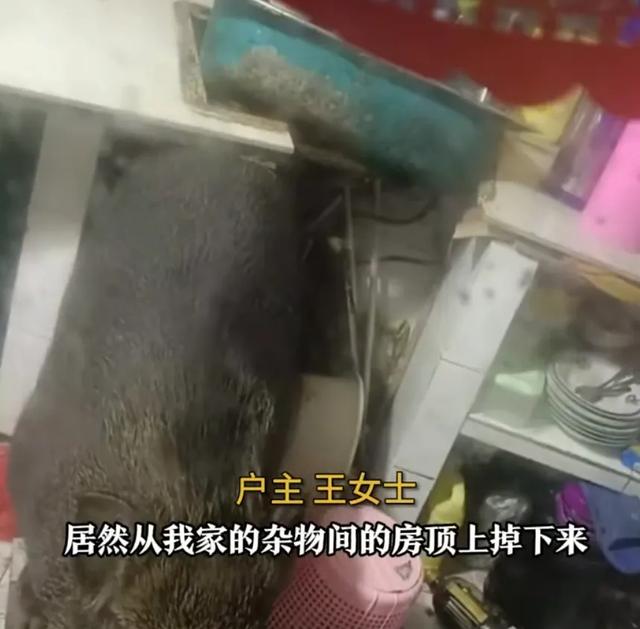 远离禽兽